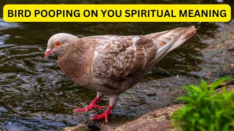 chances of bird pooping on you|What Are The Chances Of A Bird Pooping On You.